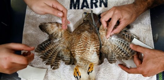 Trasplantan plumas a un gavilán en El Salvador