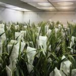 Ambientalistas miran con recelo el trigo transgénico de Argentina