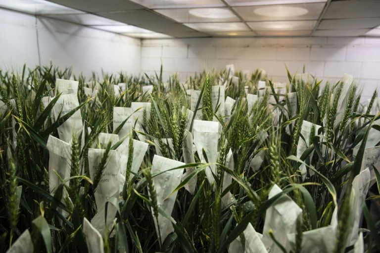 Ambientalistas miran con recelo el trigo transgénico de Argentina