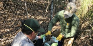 Cachorros de puma huérfanos encuentran un hogar en Arizona