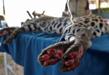 El jaguar herido que quizás no regrese al Pantanal