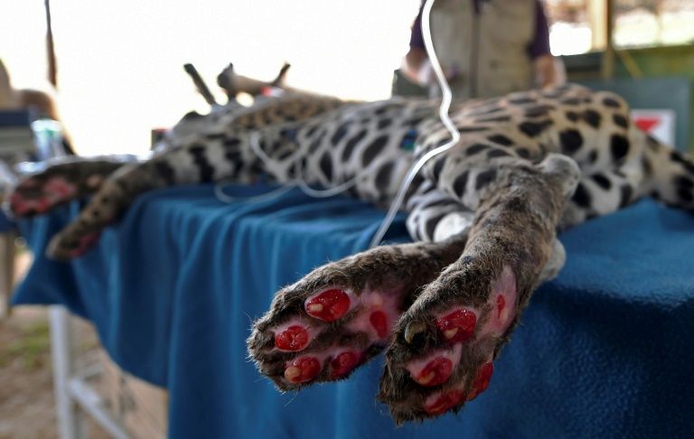 El jaguar herido que quizás no regrese al Pantanal