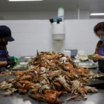 Escasez de trabajadores inmigrantes paraliza industria del cangrejo en EEUU