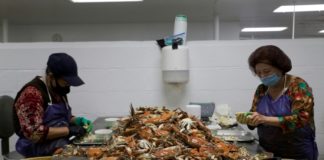 Escasez de trabajadores inmigrantes paraliza industria del cangrejo en EEUU