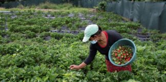 Mujeres diversifican agricultura en cordillera salvadoreña