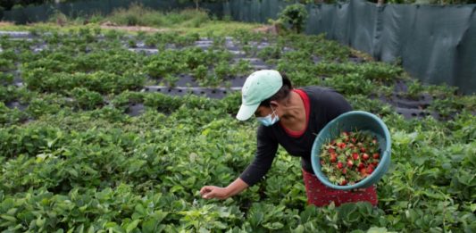 Mujeres diversifican agricultura en cordillera salvadoreña