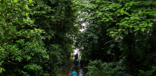 Turistas de Costa Rica compensan huella de carbono con aporte a economía verde