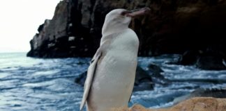 Descubren un raro pingüino blanco en las Galápagos