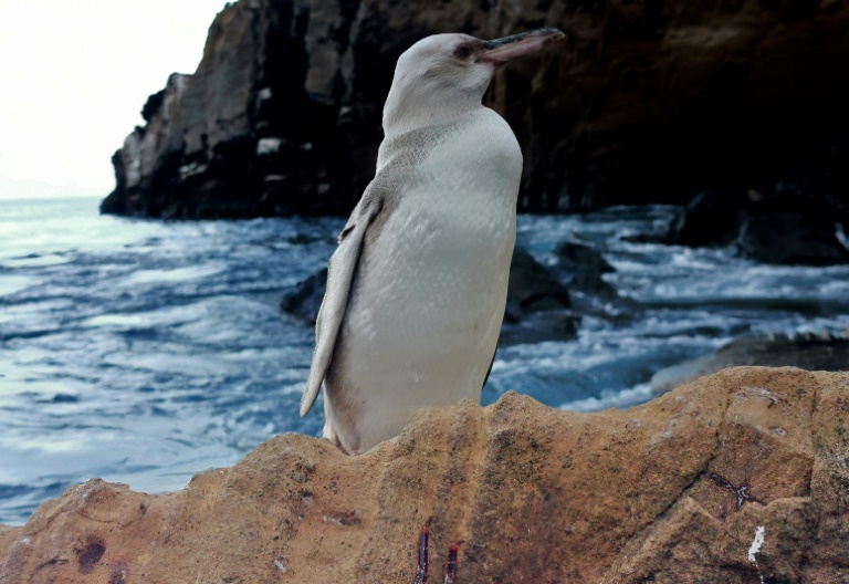 Descubren un raro pingüino blanco en las Galápagos