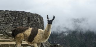 Machu Picchu reabre para el turismo de todo el mundo