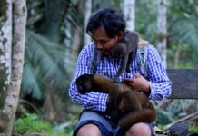 Indígena protege a monos huérfanos por la cacería en el Amazonas