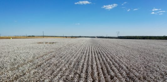 Boom de exportaciones agrícolas en Brasil pese a la pandemia