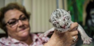Muere la tigresa blanca nacida en cautiverio en Nicaragua