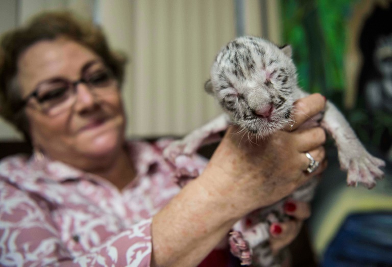 Muere la tigresa blanca nacida en cautiverio en Nicaragua