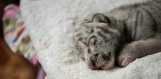 Nace en Nicaragua tigresa blanca en cautiverio