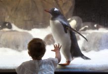 Nace primer pingüino gentoo en acuario mexicano
