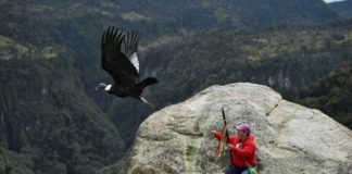 Los aliados para salvar al cóndor de Colombia