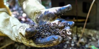 Pesticida prohibido en Europa aniquila a las abejas en Colombia