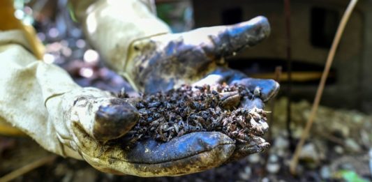 Pesticida prohibido en Europa aniquila a las abejas en Colombia