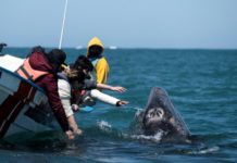 Colosal ballena dinamiza turismo náutico mexicano