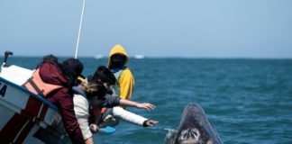 Colosal ballena dinamiza turismo náutico mexicano