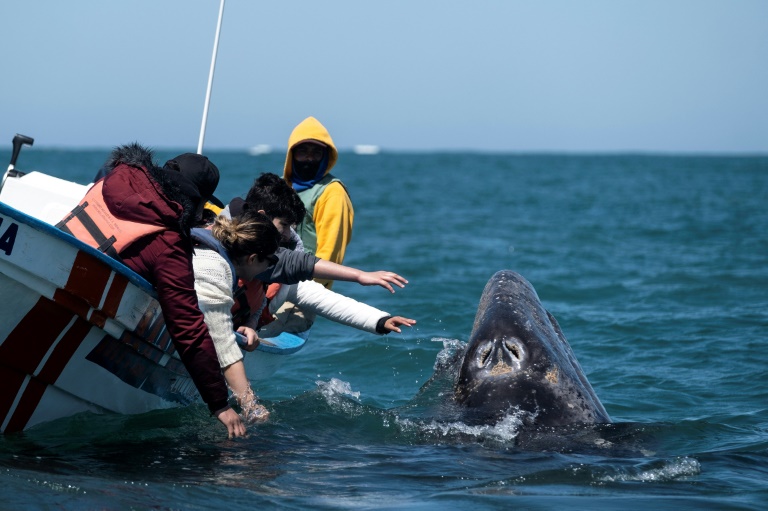 Colosal ballena dinamiza turismo náutico mexicano