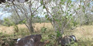 Descubren maleta con 185 tortugas en aeropuerto de Galápagos