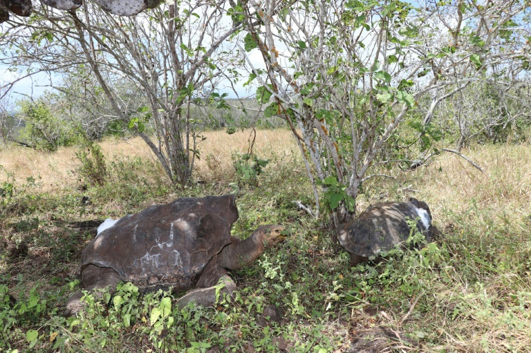 Descubren maleta con 185 tortugas en aeropuerto de Galápagos