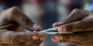 México se perfila como líder en el mercado de la marihuana legal