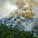 Pérdida de bosques tropicales se agravó en 2020 en el mundo