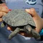 Un detenido por tráfico de crías de tortuga gigante de Galápagos