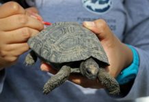 Un detenido por tráfico de crías de tortuga gigante de Galápagos