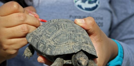 Un detenido por tráfico de crías de tortuga gigante de Galápagos