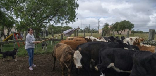 Uruguay busca una ganadería más verde