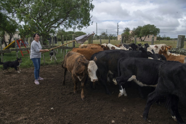 Uruguay busca una ganadería más verde