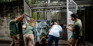 Argentina envía dos tigres blancos a santuario en EEUU