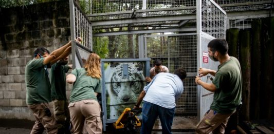 Argentina envía dos tigres blancos a santuario en EEUU