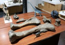Chile descubre un dinosaurio del desierto de Atacama