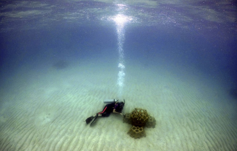 'Cultivadores' de corales que restauran ecosistemas en Panamá