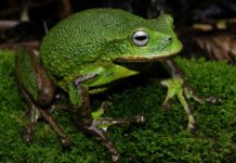 Descubren nueva especie de rana en selva de Perú