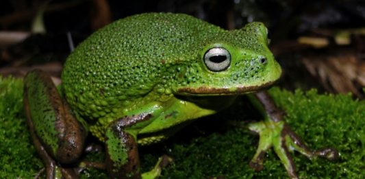 Descubren nueva especie de rana en selva de Perú