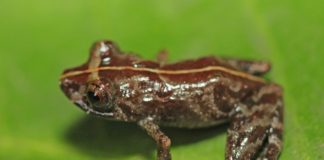 Hallan nueva variedad de rana en Amazonía de Perú
