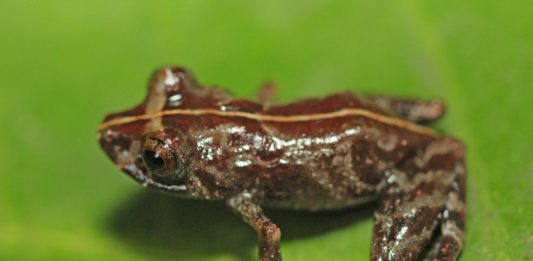 Hallan nueva variedad de rana en Amazonía de Perú