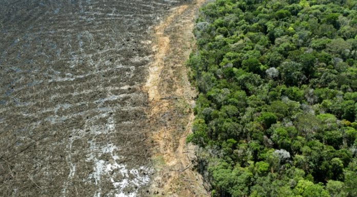 Deforestación en la Amazonía brasileña aumentó en abril