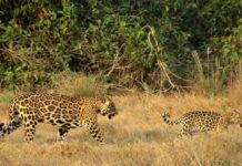 El ganadero colombiano que cuida a los jaguares