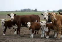 Ganaderos de Argentina detendrán la comercialización de carne