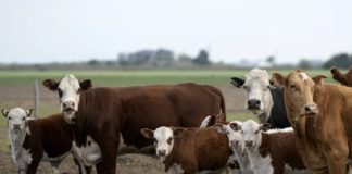 Ganaderos de Argentina detendrán la comercialización de carne