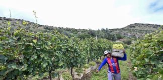 Vinos de Bolivia sueñan con ganar mercados en el mundo