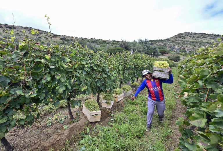 Vinos de Bolivia sueñan con ganar mercados en el mundo