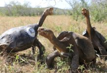 Zoológico de EEUU recreará Galápagos sin especies del archipiélago